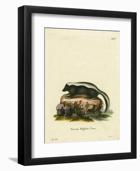 Striped Skunk-null-Framed Premium Giclee Print