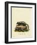 Striped Skunk-null-Framed Premium Giclee Print