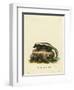 Striped Skunk-null-Framed Premium Giclee Print