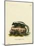 Striped Skunk-null-Mounted Premium Giclee Print