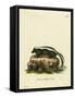 Striped Skunk-null-Framed Stretched Canvas