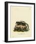 Striped Skunk-null-Framed Giclee Print