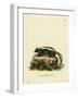 Striped Skunk-null-Framed Giclee Print