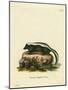 Striped Skunk-null-Mounted Giclee Print