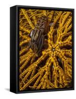 Striped Snapping Shrimp on a Yellow Crinoid, Indonesia-null-Framed Stretched Canvas