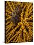 Striped Snapping Shrimp on a Yellow Crinoid, Indonesia-null-Stretched Canvas