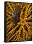 Striped Snapping Shrimp on a Yellow Crinoid, Indonesia-null-Framed Stretched Canvas