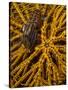 Striped Snapping Shrimp on a Yellow Crinoid, Indonesia-null-Stretched Canvas