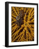 Striped Snapping Shrimp on a Yellow Crinoid, Indonesia-null-Framed Photographic Print