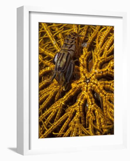 Striped Snapping Shrimp on a Yellow Crinoid, Indonesia-null-Framed Photographic Print