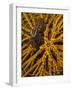 Striped Snapping Shrimp on a Yellow Crinoid, Indonesia-null-Framed Photographic Print