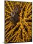 Striped Snapping Shrimp on a Yellow Crinoid, Indonesia-null-Mounted Photographic Print