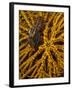 Striped Snapping Shrimp on a Yellow Crinoid, Indonesia-null-Framed Photographic Print