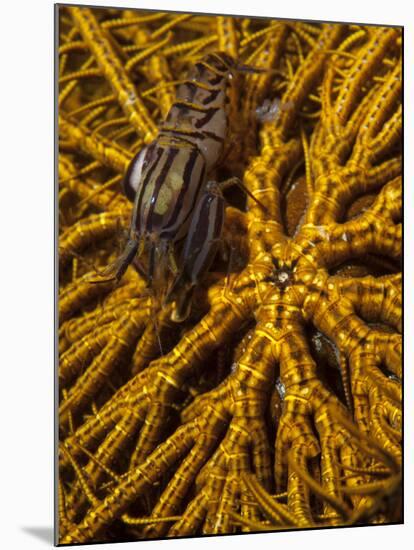 Striped Snapping Shrimp on a Yellow Crinoid, Indonesia-null-Mounted Photographic Print