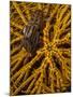 Striped Snapping Shrimp on a Yellow Crinoid, Indonesia-null-Mounted Photographic Print