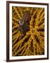 Striped Snapping Shrimp on a Yellow Crinoid, Indonesia-null-Framed Photographic Print