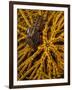 Striped Snapping Shrimp on a Yellow Crinoid, Indonesia-null-Framed Photographic Print