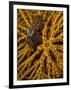 Striped Snapping Shrimp on a Yellow Crinoid, Indonesia-null-Framed Photographic Print