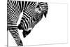 Striped Stallion-SHS Photography-Stretched Canvas