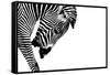 Striped Stallion-SHS Photography-Framed Stretched Canvas