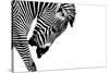 Striped Stallion-SHS Photography-Stretched Canvas