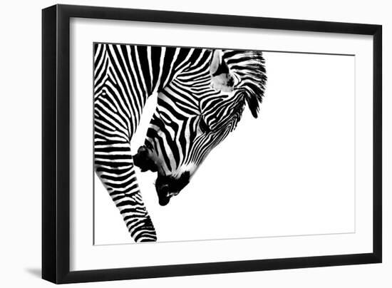 Striped Stallion-SHS Photography-Framed Art Print