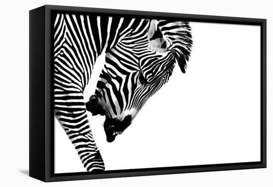 Striped Stallion-SHS Photography-Framed Stretched Canvas