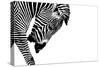 Striped Stallion-SHS Photography-Stretched Canvas