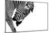 Striped Stallion-SHS Photography-Mounted Premium Giclee Print