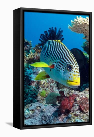 Striped Sweetlips (Diagonal Banded Sweetlips) (Plectorhinchus Lineatus)-Louise Murray-Framed Stretched Canvas