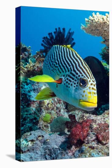 Striped Sweetlips (Diagonal Banded Sweetlips) (Plectorhinchus Lineatus)-Louise Murray-Stretched Canvas