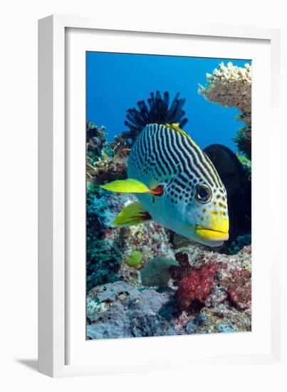 Striped Sweetlips (Diagonal Banded Sweetlips) (Plectorhinchus Lineatus)-Louise Murray-Framed Photographic Print