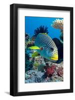 Striped Sweetlips (Diagonal Banded Sweetlips) (Plectorhinchus Lineatus)-Louise Murray-Framed Photographic Print