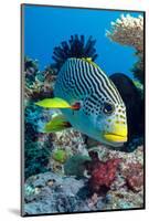 Striped Sweetlips (Diagonal Banded Sweetlips) (Plectorhinchus Lineatus)-Louise Murray-Mounted Photographic Print