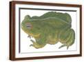 Brown Frame