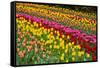 Stripes of Dutch Tulips Flowerbed-neirfy-Framed Stretched Canvas