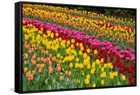 Stripes of Dutch Tulips Flowerbed-neirfy-Framed Stretched Canvas