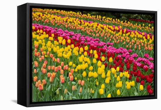 Stripes of Dutch Tulips Flowerbed-neirfy-Framed Stretched Canvas