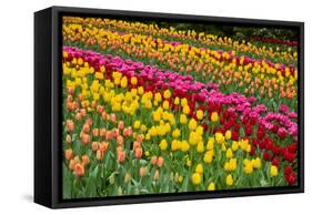 Stripes of Dutch Tulips Flowerbed-neirfy-Framed Stretched Canvas