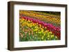 Stripes of Dutch Tulips Flowerbed-neirfy-Framed Photographic Print