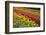 Stripes of Dutch Tulips Flowerbed-neirfy-Framed Photographic Print