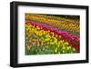 Stripes of Dutch Tulips Flowerbed-neirfy-Framed Photographic Print