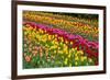 Stripes of Dutch Tulips Flowerbed-neirfy-Framed Photographic Print