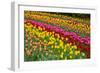 Stripes of Dutch Tulips Flowerbed-neirfy-Framed Photographic Print