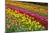 Stripes of Dutch Tulips Flowerbed-neirfy-Mounted Photographic Print