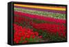 Stripes of Dutch Tulips-neirfy-Framed Stretched Canvas
