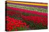 Stripes of Dutch Tulips-neirfy-Stretched Canvas