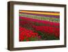 Stripes of Dutch Tulips-neirfy-Framed Photographic Print