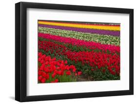 Stripes of Dutch Tulips-neirfy-Framed Photographic Print