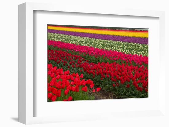 Stripes of Dutch Tulips-neirfy-Framed Photographic Print